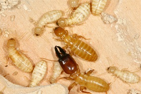 Various castes of the termite Zootermopsis nevadensis: a soldier (with large dark head), a neotenic reproductive (darker individual without enlarged head), several larval instars (lighter individuals) and a nymph (light individual with darker wing buds)